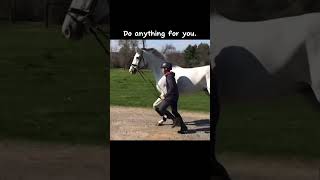 Here’s the Irish sport horse Next is Percheron then Andalusian Not my videos Irishsporthorse￼ [upl. by Aneis827]