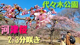 渋谷区 代々木公園 河津桜 23分咲き 2024年2月13日撮影 [upl. by Adnocahs]