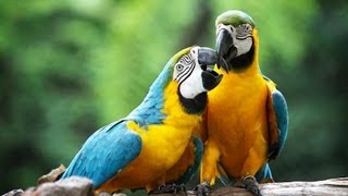 How to Take Care of a Macaw  Pet Bird [upl. by Swann]