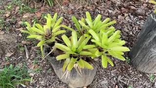 Bromeliads Shade plants [upl. by Mic110]