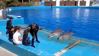 Espectáculo con delfines en el oceanográfico de Valencia [upl. by Nuahsar223]