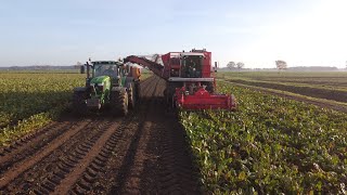 Bieten rooien 2020 op de lichte grond bij BoskerBouwman Landbouw Westerlee [upl. by Udell]