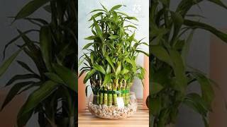 Beautiful Air Purifier Plants Grow In Water youtubeshorts indoorplants gardenplants summer [upl. by Animaj741]