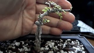 How to grow Elephant tree  Operculicarya decaryi  mini bonsai and propagation [upl. by Nylevol]