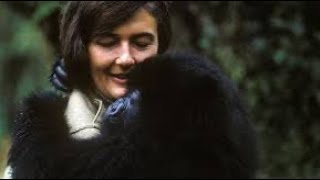 Ngayo amateka mutari mwaramenye kuri Dian Fossey Nyiramacibiri”History of Dian Fossey” [upl. by Borreri]