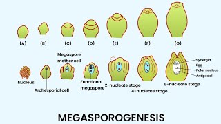 Megasporogenesis Megaspore developmentAngiospermsMegaspores [upl. by Arymahs]