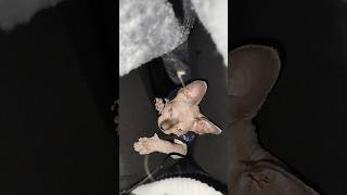 Josefa se entretiene hasta con un pelo😹 sphynx cat gato asmr asmrpets kitten pets animals [upl. by Idnek]