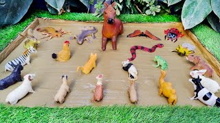 Farmyard Fun Farm Animals amp Insects Expedition for Toddlers  Learning Facts amp Names [upl. by Hsu]