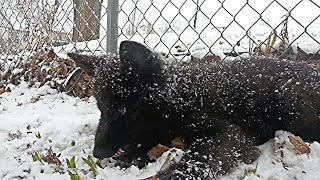 8 Week Blue Bay Shepherd Puppy  1st Snow [upl. by Llen]