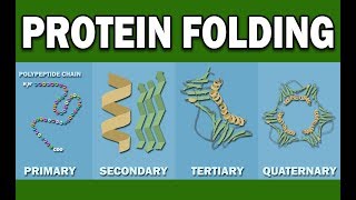 PROTEIN FOLDING [upl. by Ernestus]