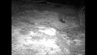 Quoll vs Fox at Carnarvon Station Reserve [upl. by Rae]