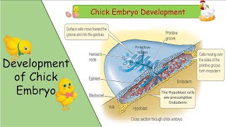 Development of Chick Embryo in UrduHindi  Made Easy  Fsc part 2 [upl. by Hukill]