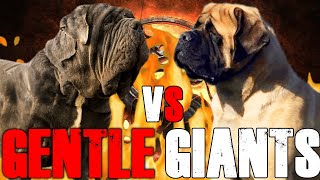 Neapolitan Mastiff vs English Mastiff  English Mastiff vs Neapolitan Mastiff  Billa Boyka [upl. by Nyram]