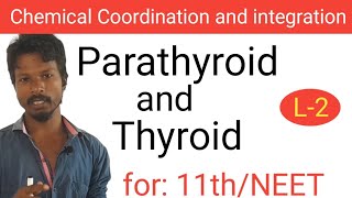 Thyroid and Parathyroid Gland I NEET BIOLOGY I Chemical Coordination and integration I class 11th [upl. by Harold190]