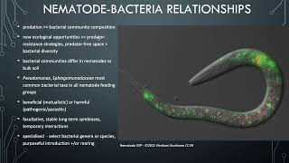 Lesson 74  Nematodebacteria interactions [upl. by Olimreh31]