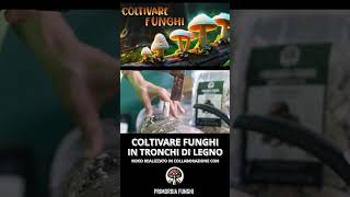 COME INOCULARE I TASSELLI DI MICELIO NEI TRONCHI DI LEGNO  TRUCCHI X COLTIVARE FUNGHI FACILMENTE [upl. by Cicero]