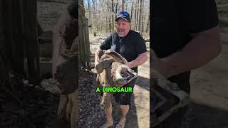 ALLIGATOR SNAPPING TURTLE MOVED TO A NEW POND FULL FILM turtle shorts youtubeshorts [upl. by Ahsuoj]