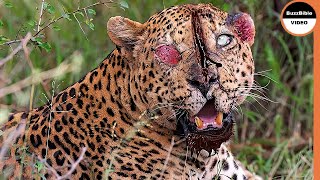 This Leopard Suffers Severe Injuries After Being Attacked By Baboons [upl. by Horwitz696]