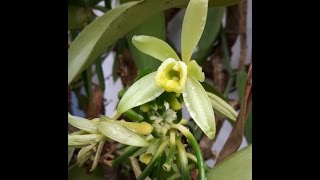 Hand pollinating Vanilla flowers in Madagascar [upl. by Georgianna]