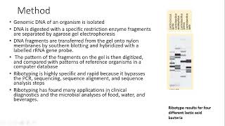 Exploring Microbial Identification Ribotyping and FAME Analysis [upl. by Gnauq]