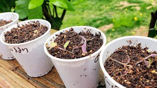 Week 4 Seedlings Damping Off vs Over Fertilizing  How to Pot Up a Tomato Plant [upl. by Nnairb667]