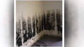 Mildew vs Mold How to Identify [upl. by Marchall]