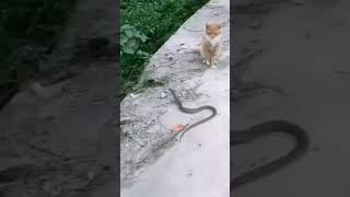 सांप बिल्ली की लड़ाईtrending youtube snakecatsaamp aur Billi ki ladaishorts anaconda cobra [upl. by Naryk]