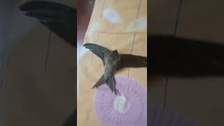 Hothat korei pakhita ghore ese poreviralvideo birds 2024 [upl. by Euqitsym]