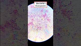 Bacteria under microscope shorts microscope experiment [upl. by Aznofla]