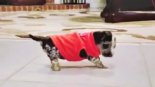 No Leg No Problem Inspirational Pup Trains to Walk and Run [upl. by Ativet669]