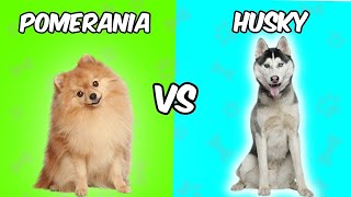 Husky Siberiano vs Pomerania  ¿Quién Gana [upl. by Iadrahc]