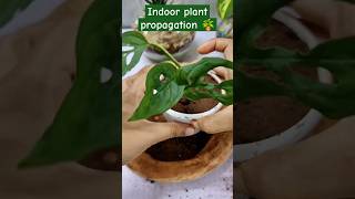 Rhaphidophora Pertusa Propagation from Parent Plant Easy StepbyStep Guide [upl. by Atihcnoc]