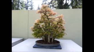 Weyerhaeuser Bonsai Gardens [upl. by Andromache346]