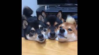 shibas with yoshi sounds yoshibas [upl. by Fiann]