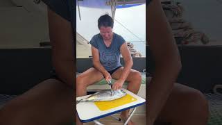 Caught a blackfin tuna fish fishing survive sailinglife catchingfish lifestyle fun nature [upl. by Krystin770]