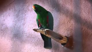 Eclectus roratus Rancho Texas Park Lanzarote [upl. by Nader]