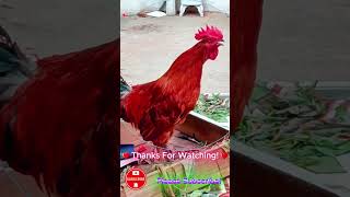 Rooster Crowing  Rooster Sound  Rooster Sound Effect shorts roostercrowing roostersound [upl. by Atiuqcaj]