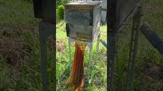 Capturing a Swarm of Japanese Honeybees [upl. by Spencer]