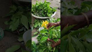 How to Propagate Allamanda Vine Easy Steps shorts short shortvideo [upl. by Enimzzaj]