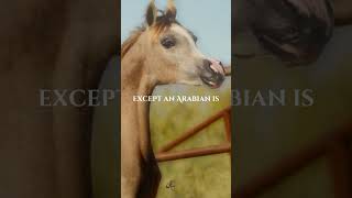 STOP OVER BREEDING stophorseabuse stopoverbreeding horse sad blowthisupplease spreadawareness [upl. by Eanad]