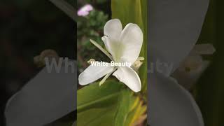 White Ginger Lily  Butterfly Ginger Lily Kalyana Sougandhikm DolonChapa spreading fragrance [upl. by Peterman117]