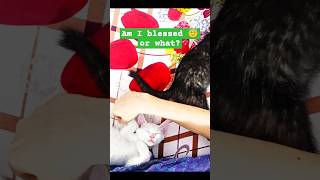 Bedtime with my cute cozy crew 🐾 😻🐈 cat meows cuteanimals kitten sunshine [upl. by Remas]