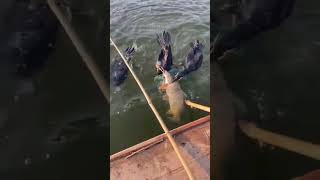 Fishing By Using Cormorant Birds 🎣🦆 [upl. by Nylasej]