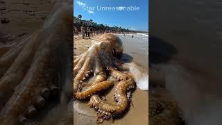 GIANT Squid Take Over the Beach octopusonthebeach bigsquidonthebeach giantoctopus giantsquid [upl. by Eversole]