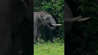 Elephant Wayanad animals wildlife nature kerala naturelovers nikonz9 [upl. by Slayton]