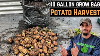 Harvesting Potatoes From a grow bag  potato gardening garden [upl. by Lipfert]