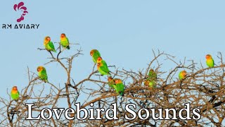 Lovebird Sounds and Singing  Lovebird Singing Lovebirds Chirping Sounds  Lovebirds singing [upl. by Gitlow]