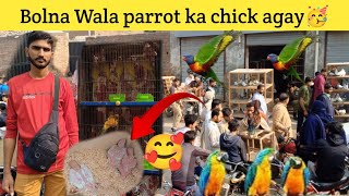 Bolna wala parrot ka chicks agay market ma🥳  latest update sunday birds market 24 Nov 2024 ki 🥰🥳 [upl. by Barclay911]