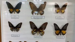 Unique Collection of Tropical Lepidoptera Awesome Birdwings genus Troides Entomology Science [upl. by Ayanet374]