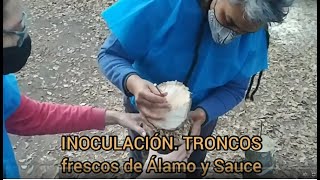 23🍄 👉 🌳HONGOS en TRONCOS INOCULACIÓN Paso 3 Troncos de Álamo y Sauce recién cortados [upl. by Deutsch]